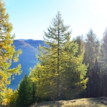 Berg und Bäume